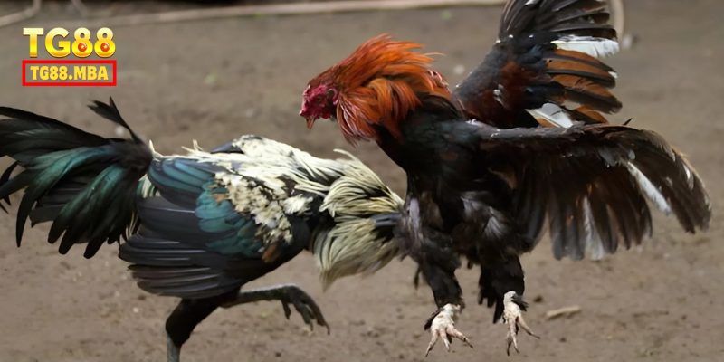 Kinh nghiệm cược thắng lớn hình thức đá gà cựa sắt là gì?