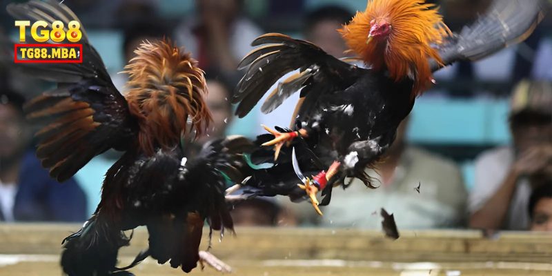 Giải thích cặn kẽ khái niệm đá gà cựa sắt là gì?