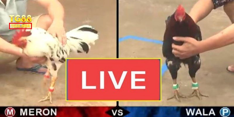 Xem đá gà và chinh phục thưởng lớn từ nhà cái