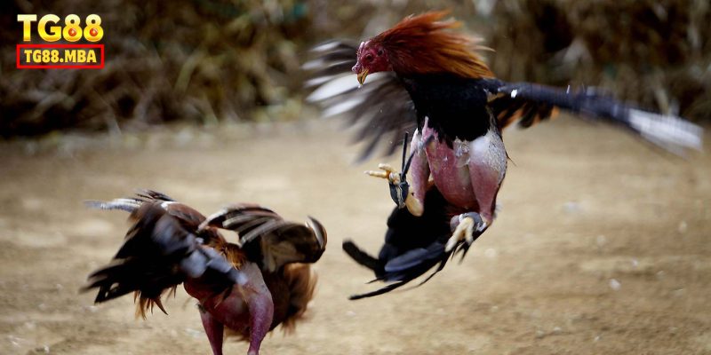 Lý do khiến người chơi yêu thích loại hình đá gà cựa sắt tại TG88