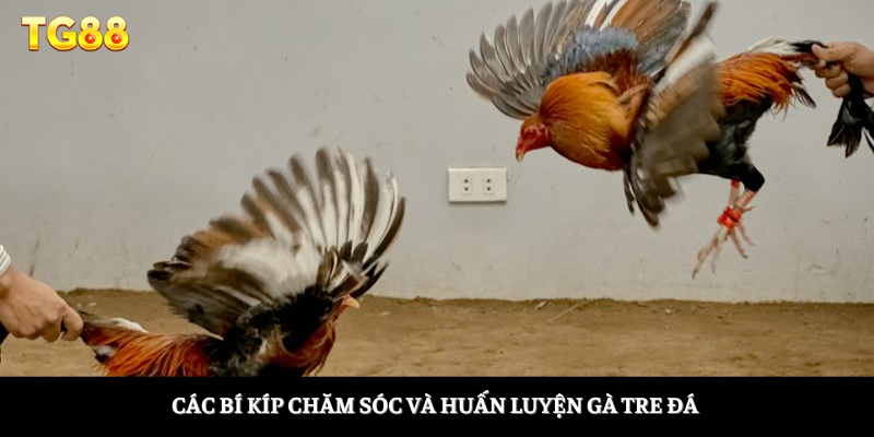 Các bí kíp chăm sóc và huấn luyện gà tre đá 
