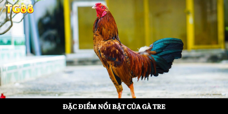 Đặc điểm nổi bật của gà tre