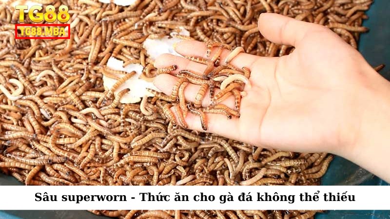 Sâu superworn - Thức ăn cho gà đá không thể thiếu