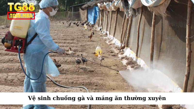 Vệ sinh chuồng gà và máng ăn thường xuyên